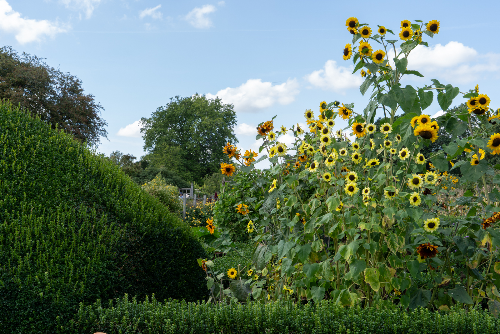 Photography by Chris Allington